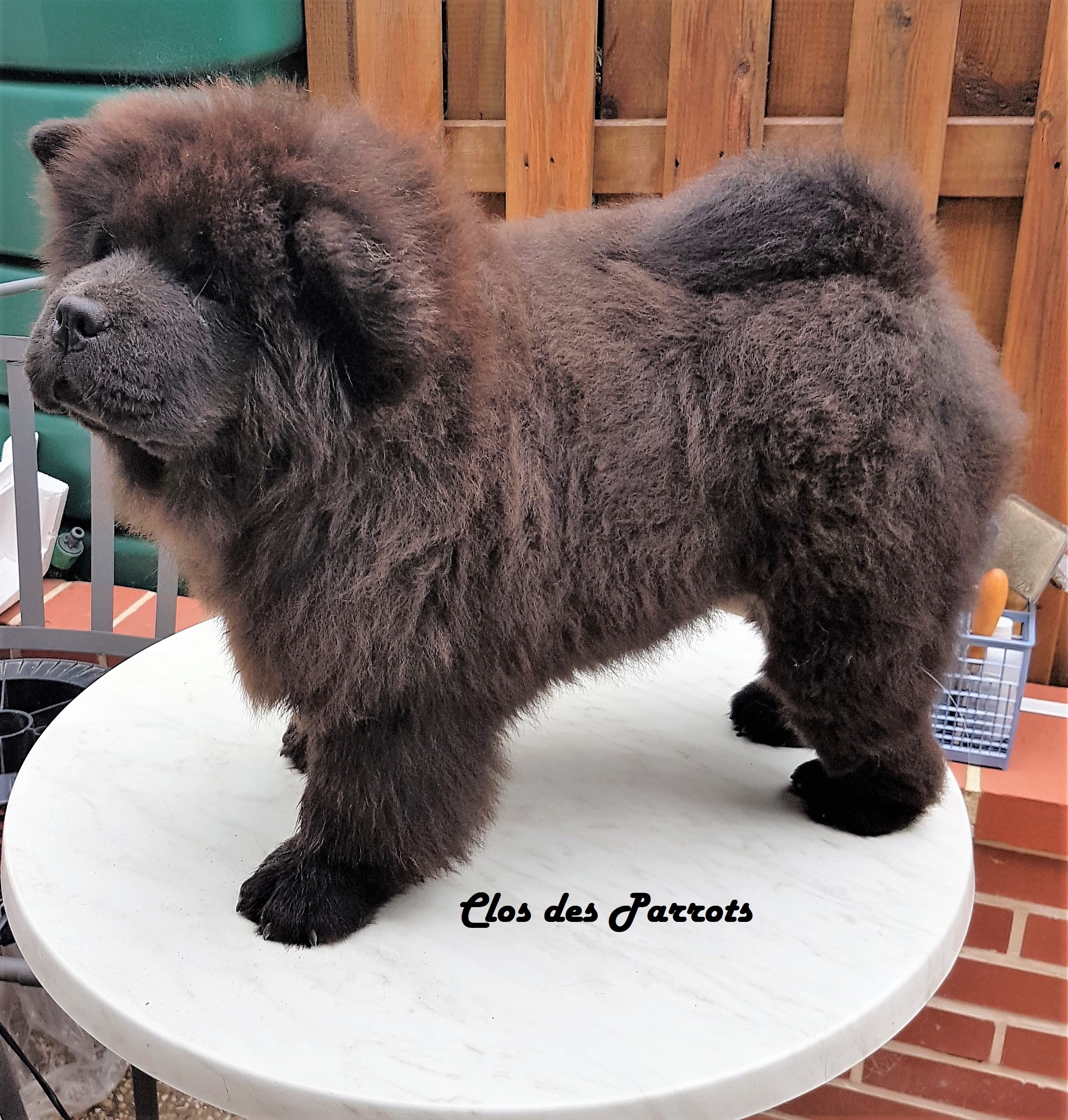 O ' zuki du sikkim tchoo